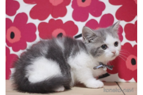 成約済の東京都のスコティッシュフォールド-70797の3枚目